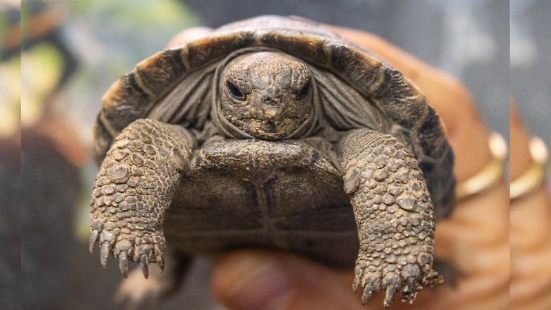 tortugas baby